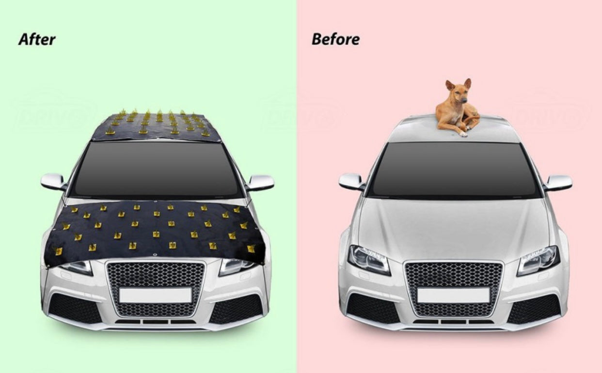 GENFRID Car Protection Cover from Dogs, Pets and Animal Complete Protection Dog Protection Car Cover for Both roof and Bonnet Full Car Protection with Spikes for Cars 2 pc